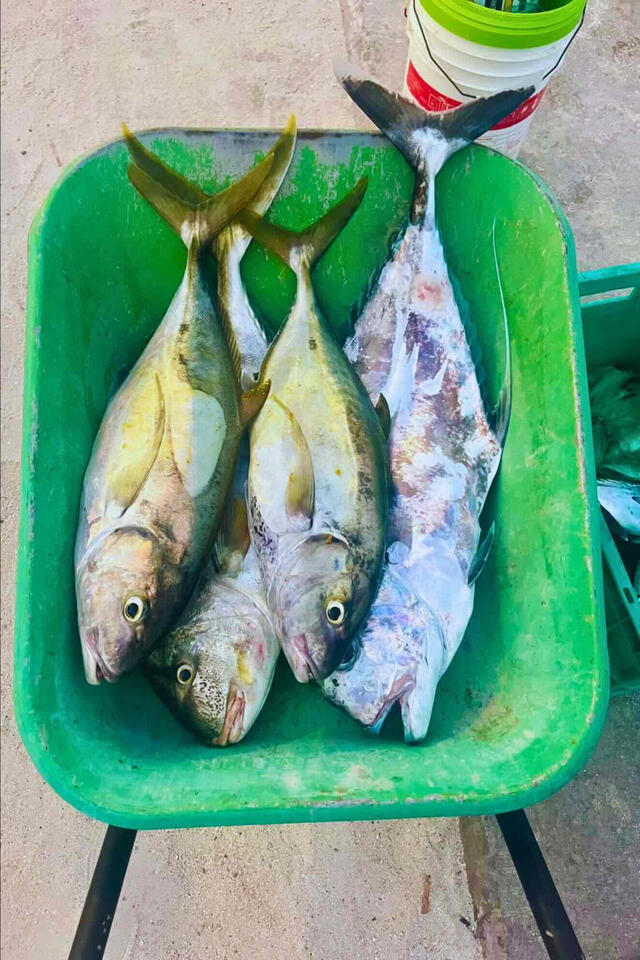 Kudafari Beach House – fangfrischer Fisch auf dem Tisch